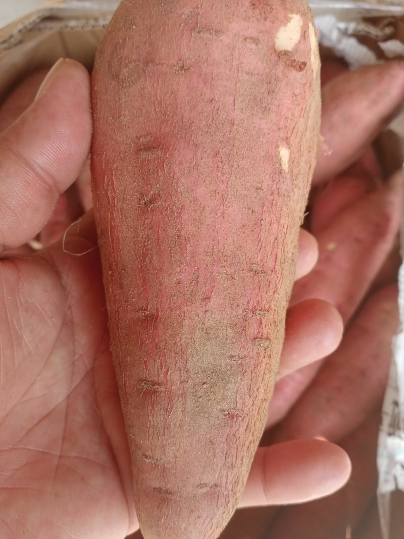 广东红薯，西瓜红，皮毛条形精品，大量供应，量大从优，