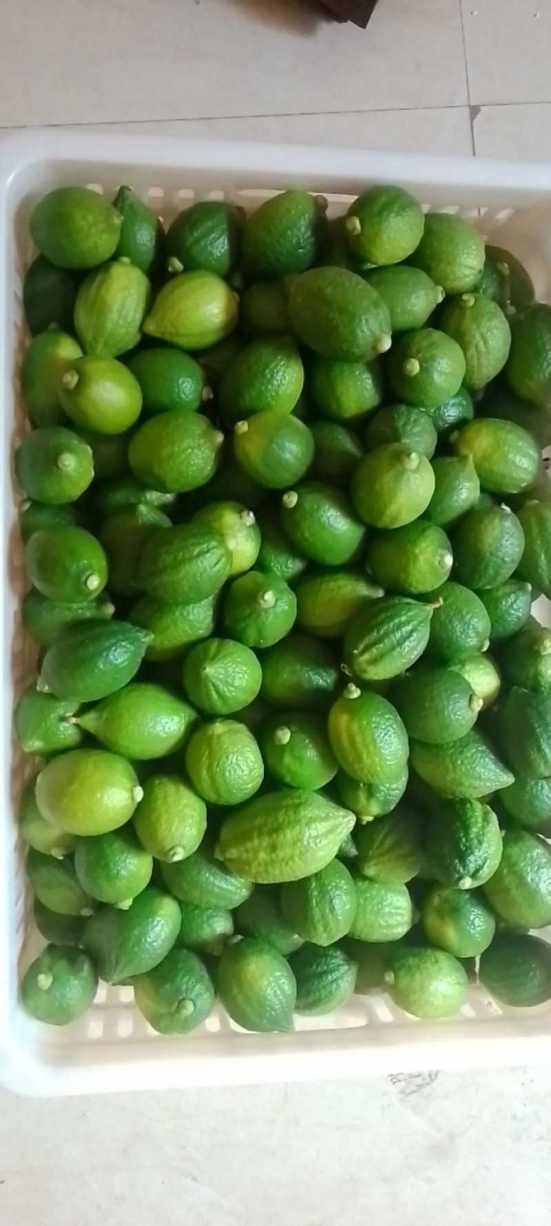广东无籽香水柠檬