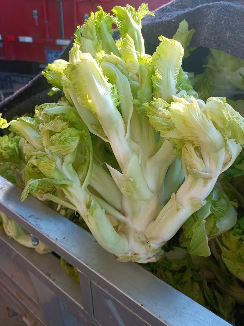 儿菜，品质好，货源充足，货物新鲜，保质保量，欢迎采购