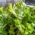 儿菜，品质好，货源充足，货物新鲜，保质保量，欢迎采购