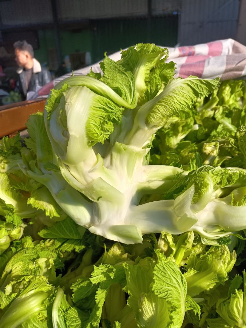 儿菜，品质好，货源充足，货物新鲜，保质保量，欢迎采购