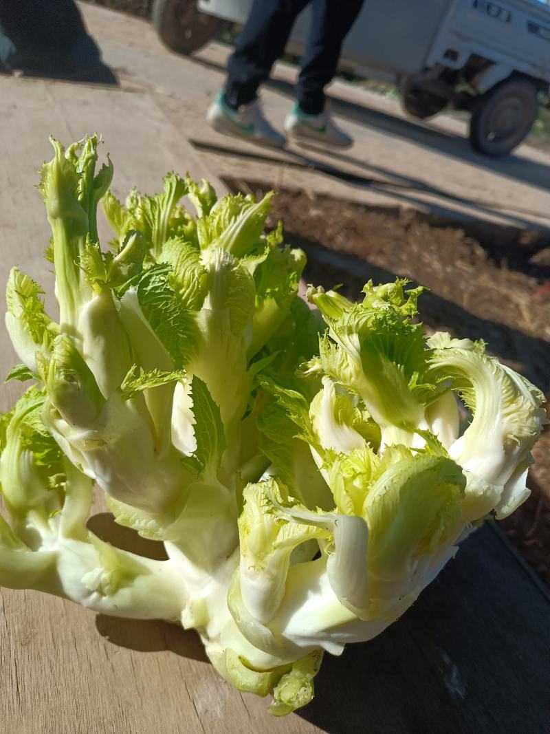 儿菜，品质好，货源充足，货物新鲜，保质保量，欢迎采购