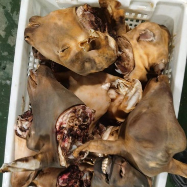 新疆羊头