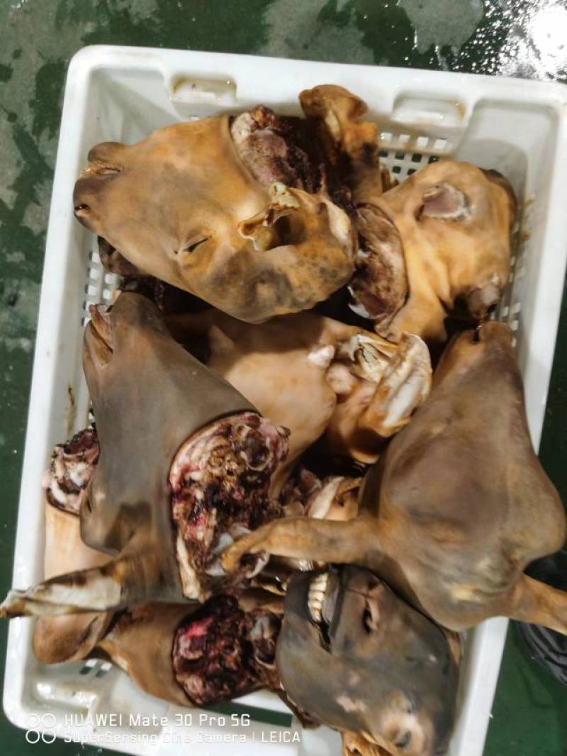 新疆羊头