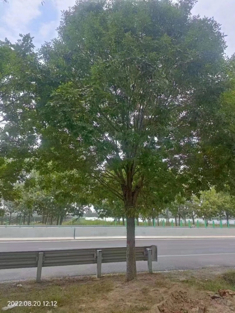 精品白蜡价格18公分白蜡20公分白蜡15公分白蜡12公分