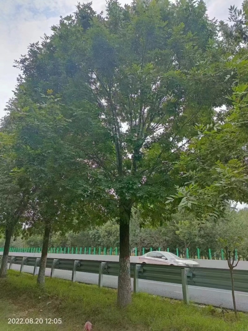 精品白蜡价格18公分白蜡20公分白蜡15公分白蜡12公分