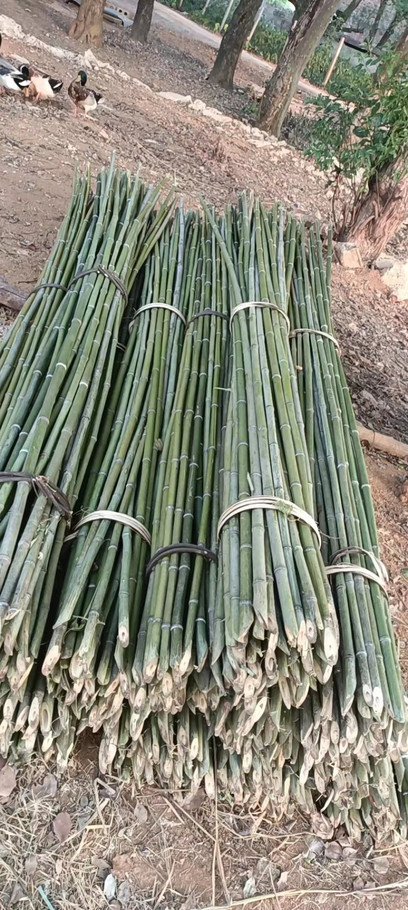 大棚专用竹竿竹架蔬菜大棚一手货源质量保证，全国发货