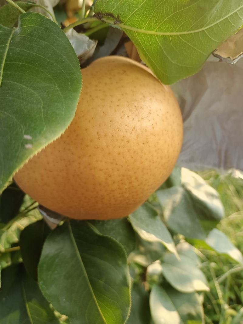 圣泉湖蜜梨