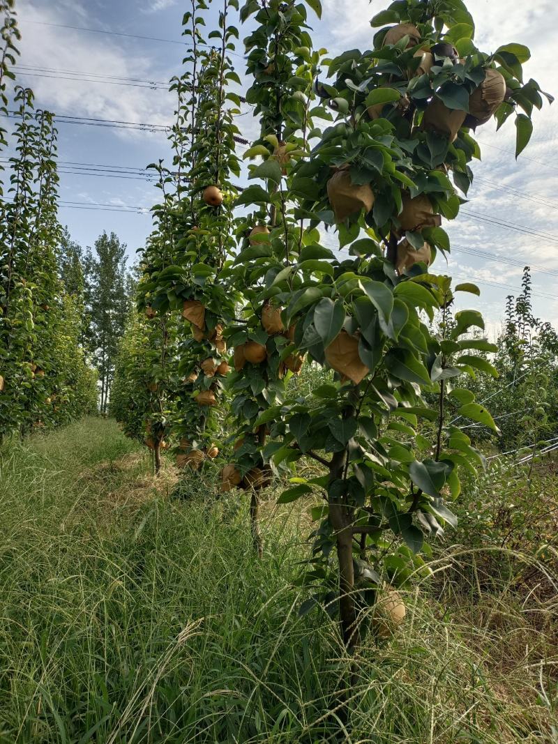 圣泉湖蜜梨