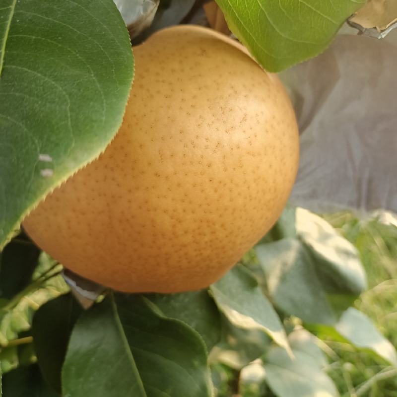 圣泉湖蜜梨