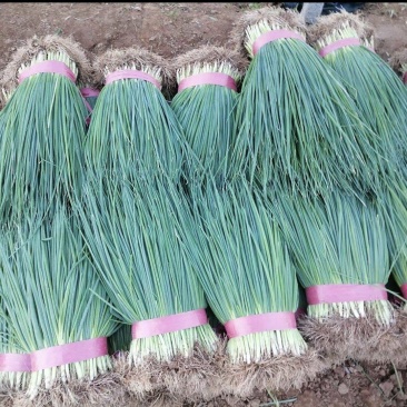 精品本地小葱大量上市