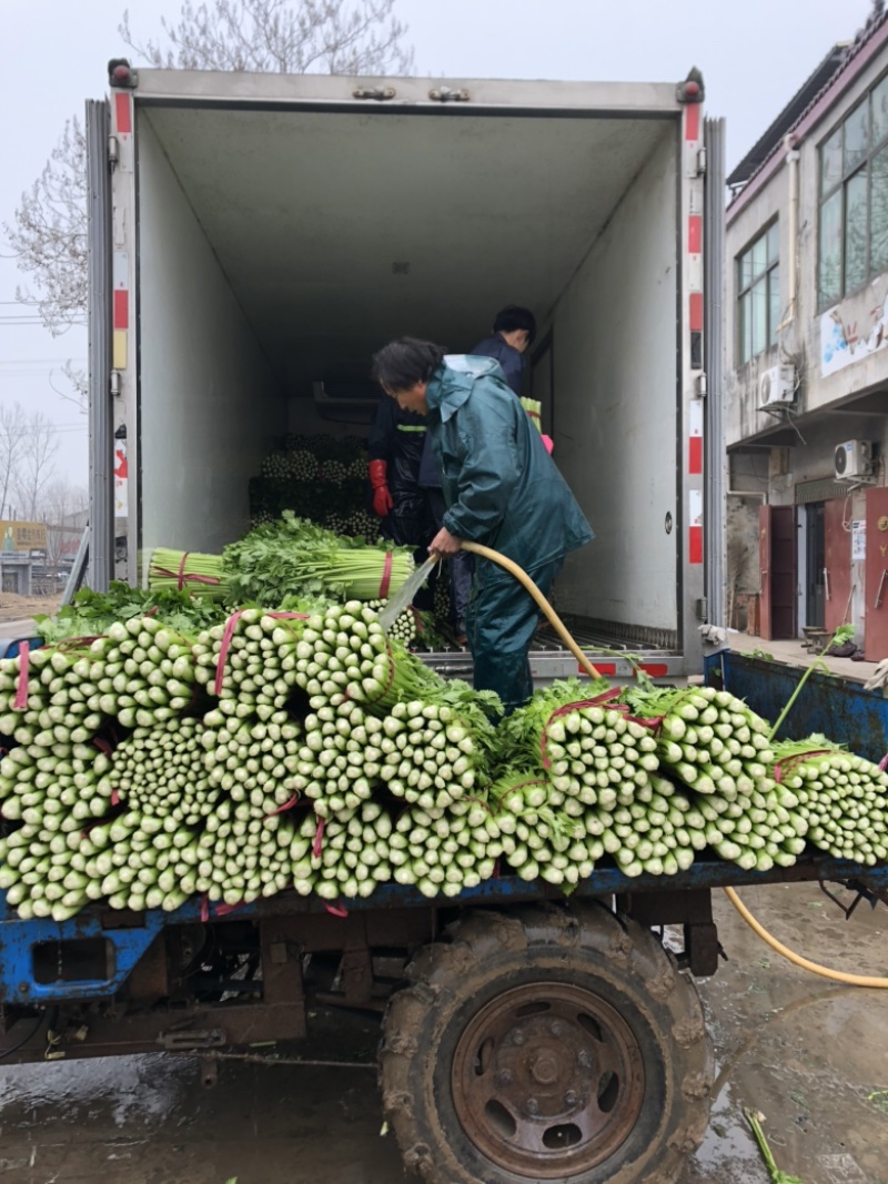 大棚芹菜黄亮西芹，万亩产地供应，代发全国