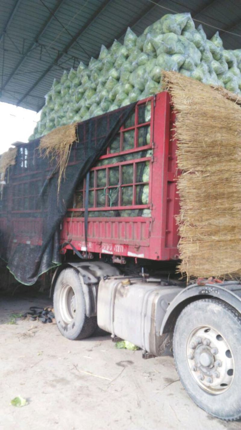 甘蓝(电商、平台、批发市场、食堂)各种级别，万亩大棚种植