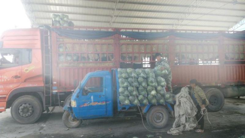 甘蓝(电商、平台、批发市场、食堂)各种级别，万亩大棚种植