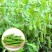 豌豆高产荷兰豆生吃甜脆豌豆种子菜麦豆玉佛籽豌豆种子