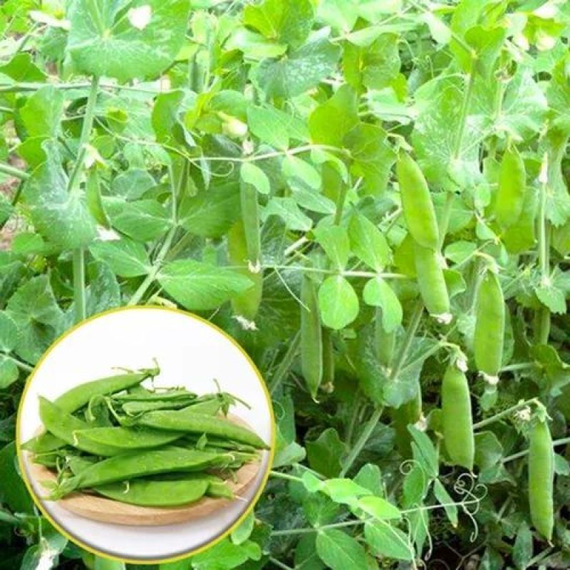 豌豆高产荷兰豆生吃甜脆豌豆种子菜麦豆玉佛籽豌豆种子