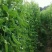 豌豆高产荷兰豆生吃甜脆豌豆种子菜麦豆玉佛籽豌豆种子