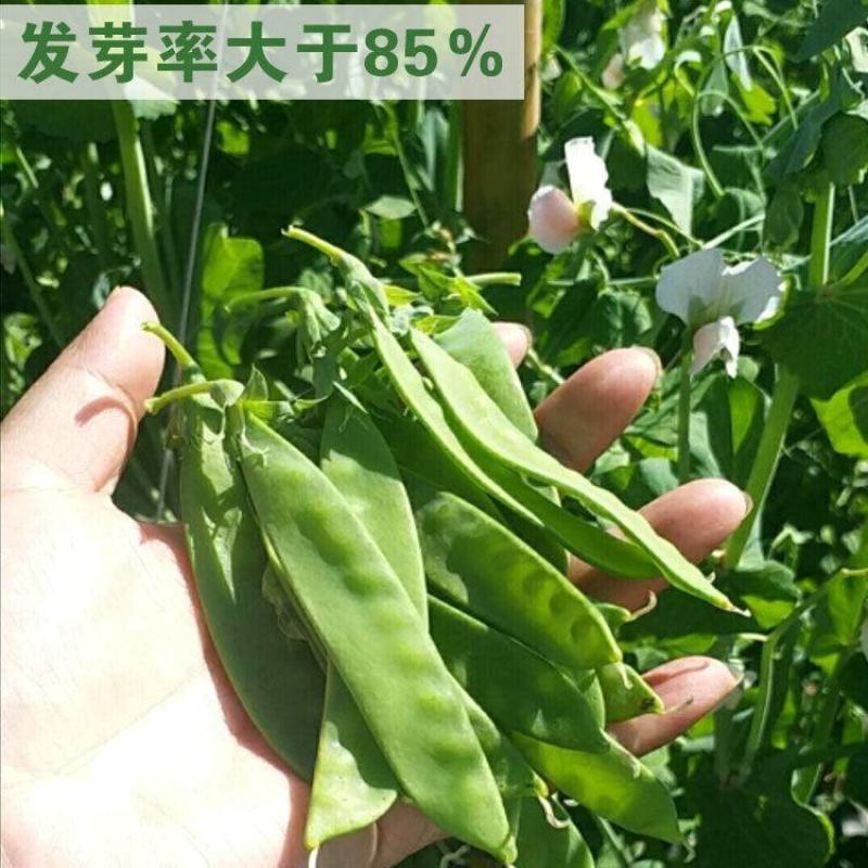 豌豆高产荷兰豆生吃甜脆豌豆种子菜麦豆玉佛籽豌豆种子