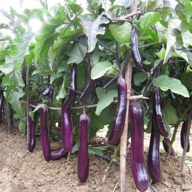 茄子种子紫红长茄中早熟茄子种籽四季播种农家蔬菜种子