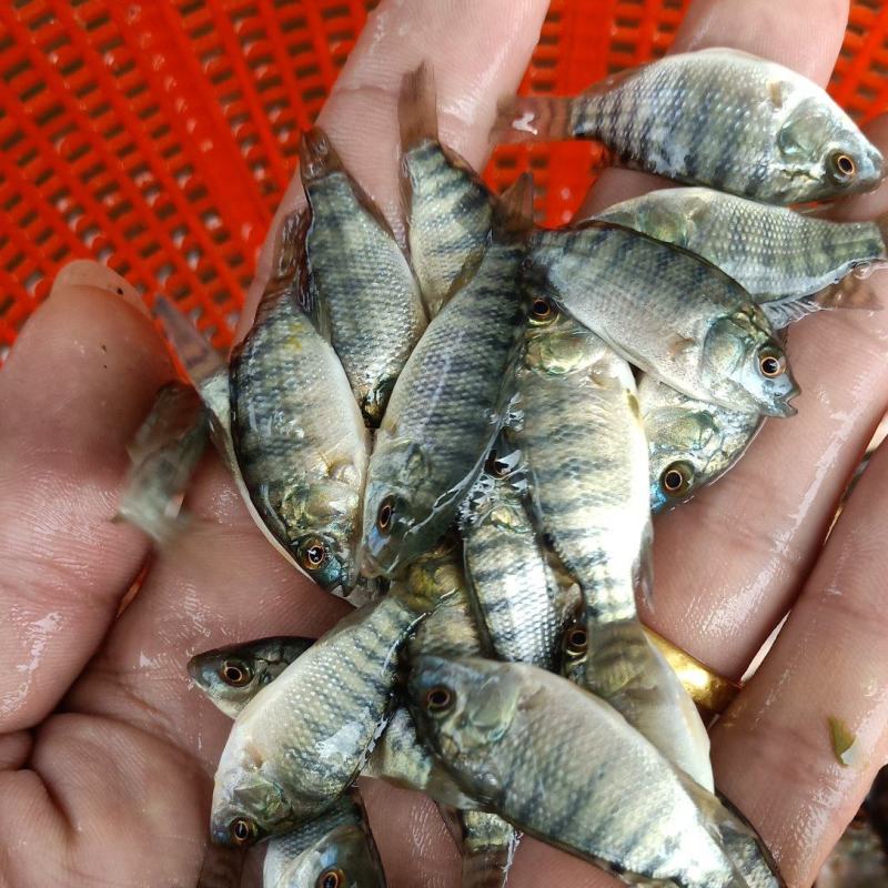 快大罗非鱼苗、脆肉罗非鱼苗活鱼