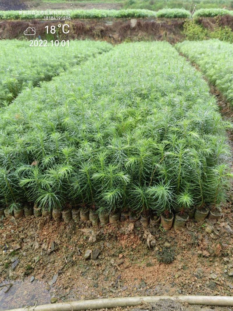 速生杉木苗优质杉树苗刺杉苗一手货源自产自销欢迎考察
