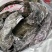 盐渍海带头海带皮海鲜干货厚皮海带大货批发海产品水产品摆地