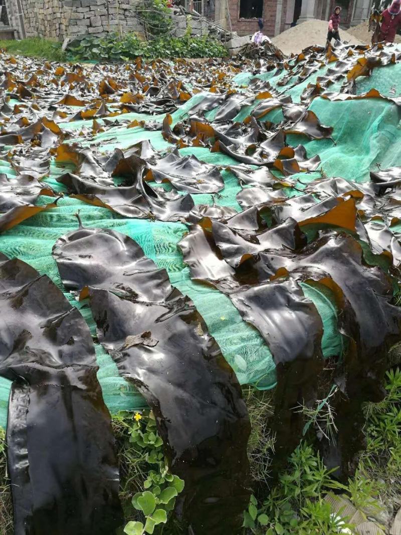 盐渍海带头海带皮海鲜干货厚皮海带大货批发海产品水产品摆地