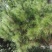 大量松针，常年有货，野生松针出售，全国，量大从优，药