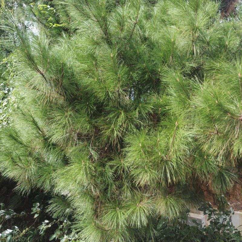 大量松针，常年有货，野生松针出售，全国，量大从优，药