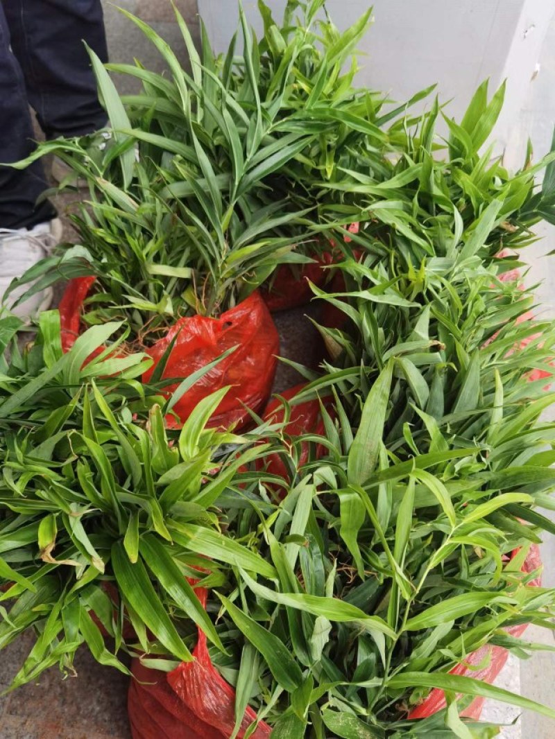 优质黄精苗