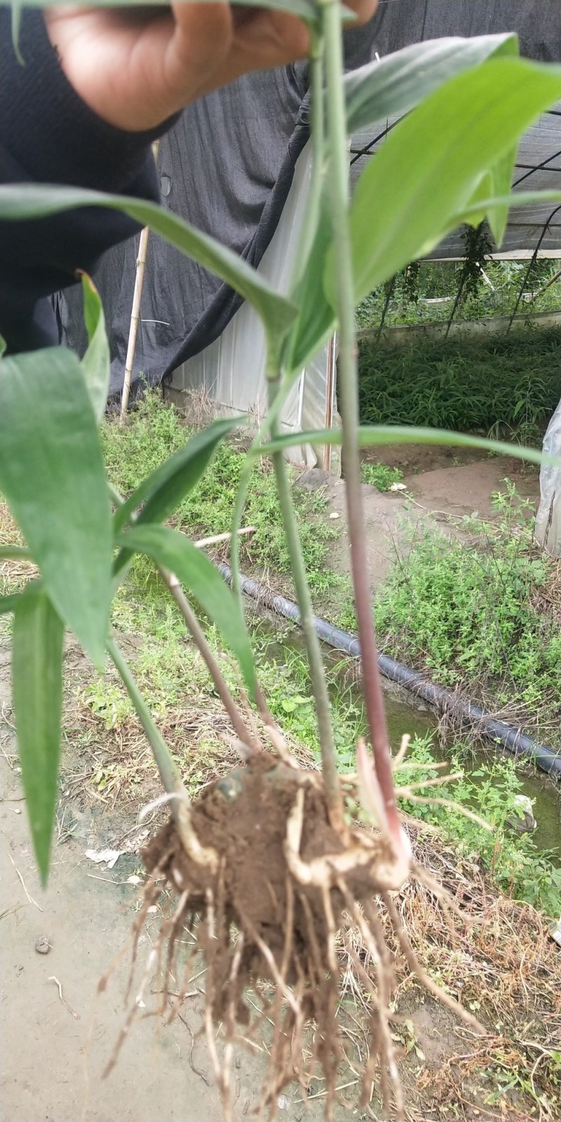 优质黄精苗