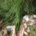 大量松针，常年有货，野生松针出售，全国，量大从优，药