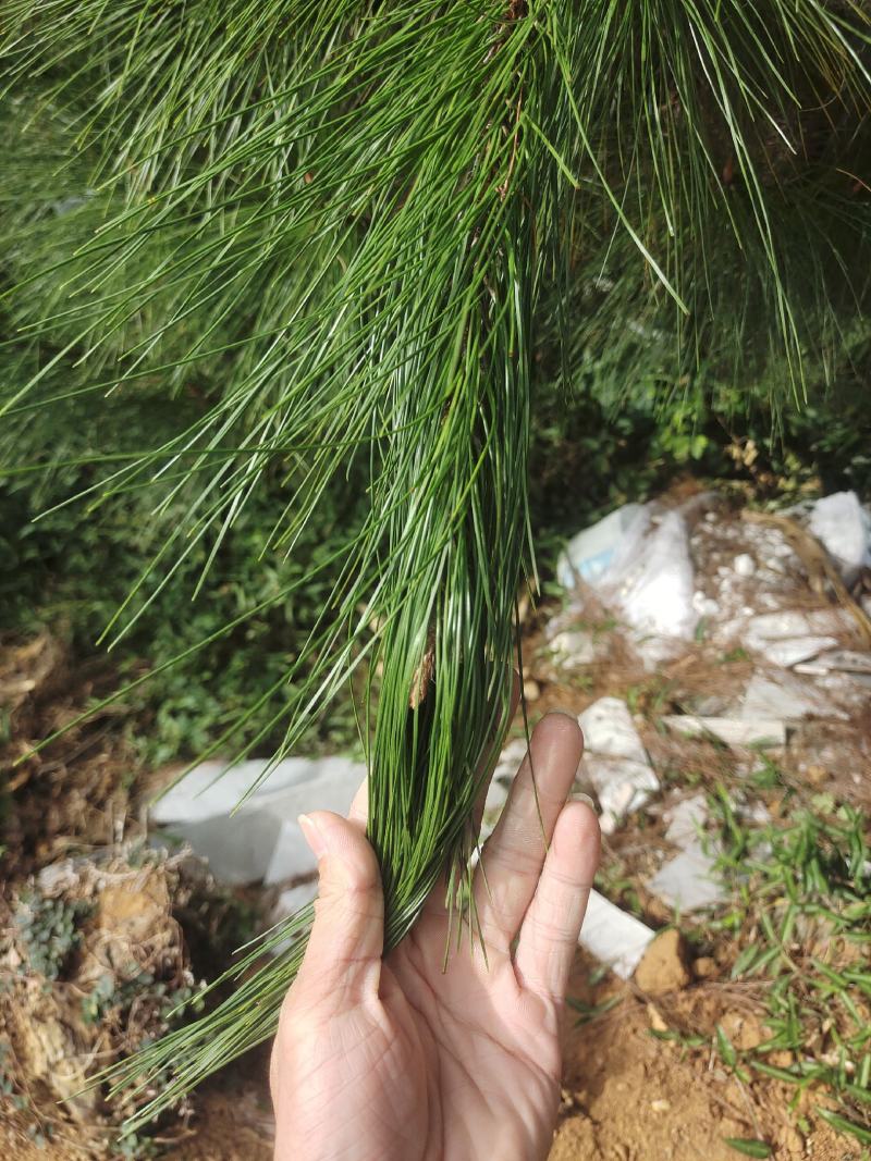 大量松针，常年有货，野生松针出售，全国，量大从优，药