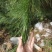 大量松针，常年有货，野生松针出售，全国，量大从优，药