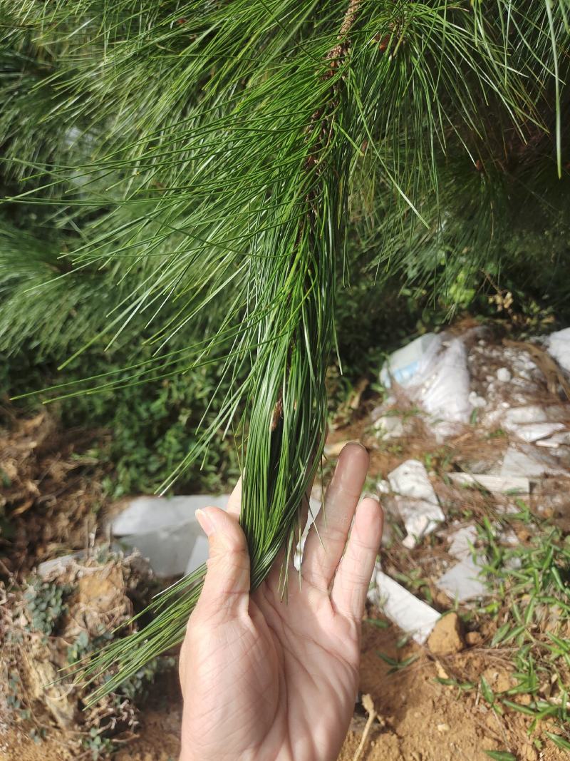 大量松针，常年有货，野生松针出售，全国，量大从优，药