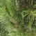 大量松针，常年有货，野生松针出售，全国，量大从优，药