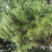大量松针，常年有货，野生松针出售，全国，量大从优，药