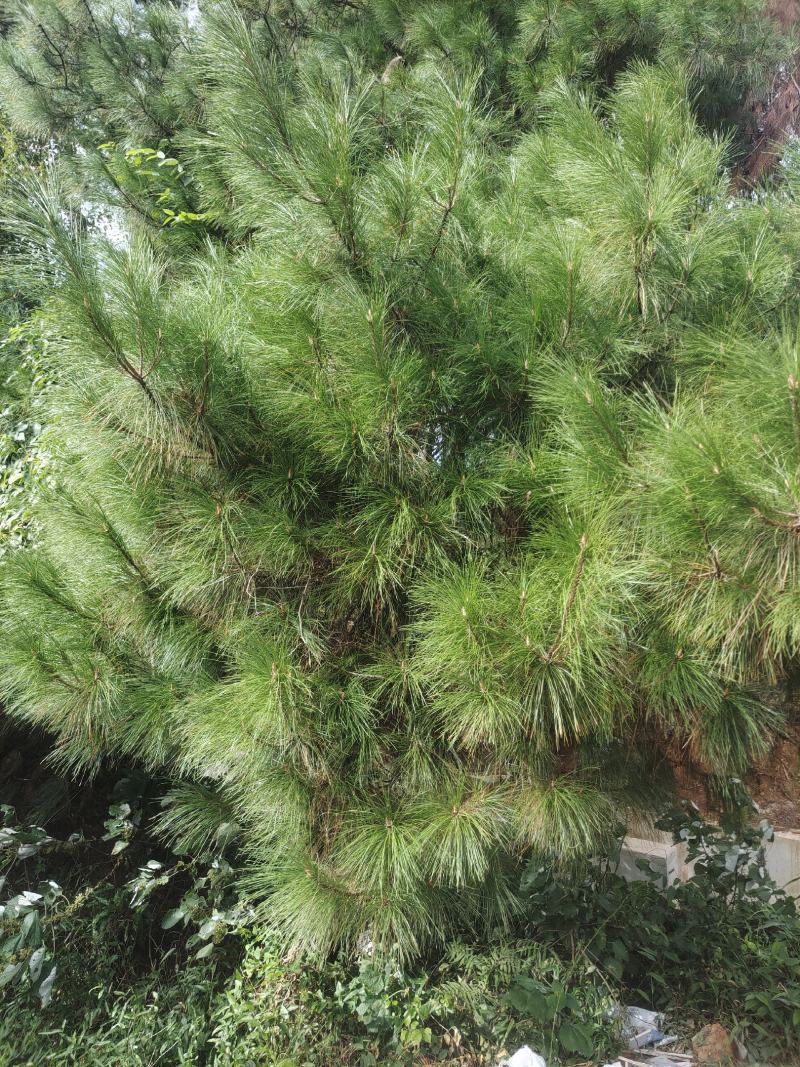 大量松针，常年有货，野生松针出售，全国，量大从优，药