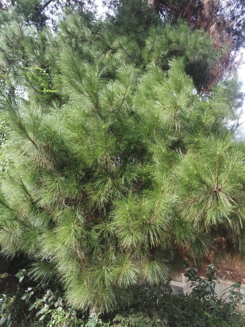 大量松针，常年有货，野生松针出售，全国，量大从优，药