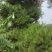 大量松针，常年有货，野生松针出售，全国，量大从优，药