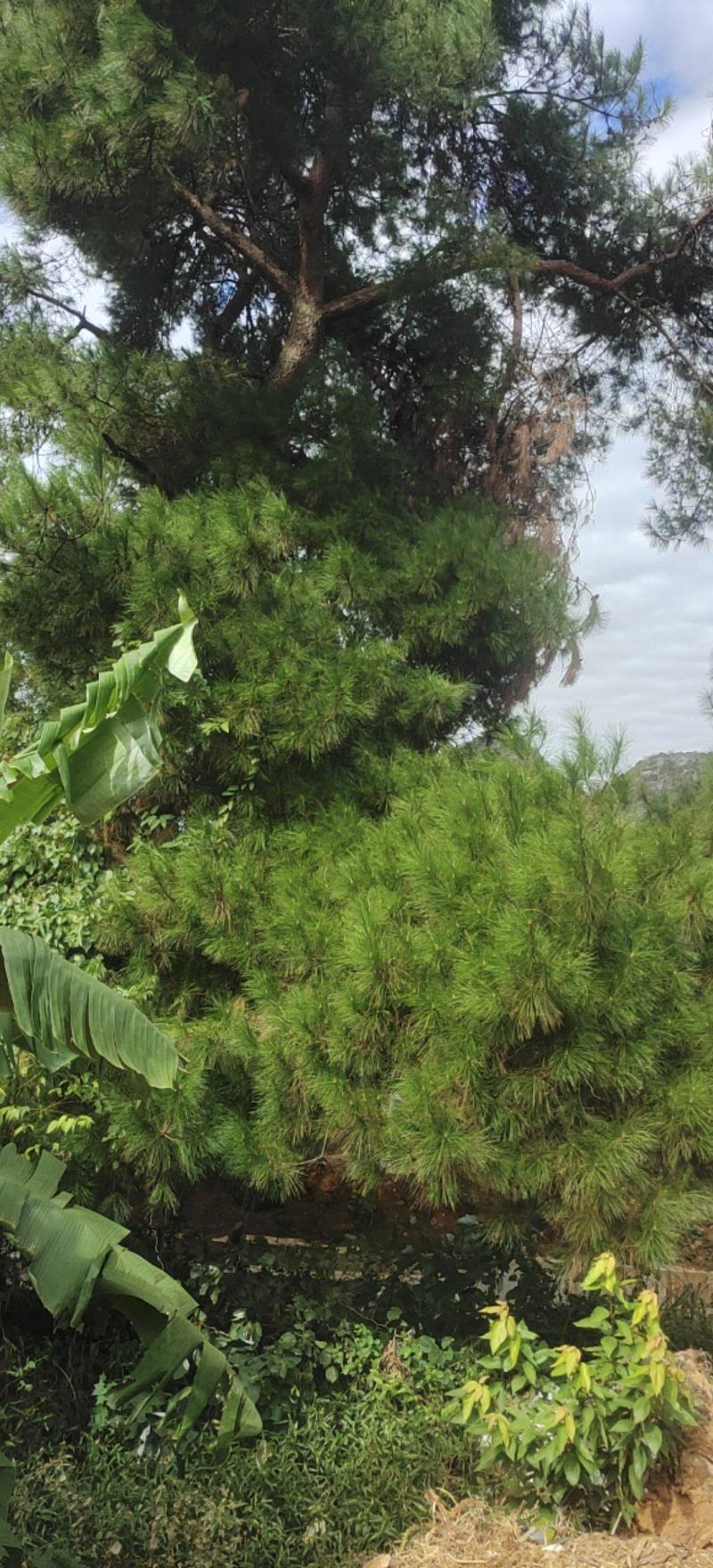 大量松针，常年有货，野生松针出售，全国，量大从优，药