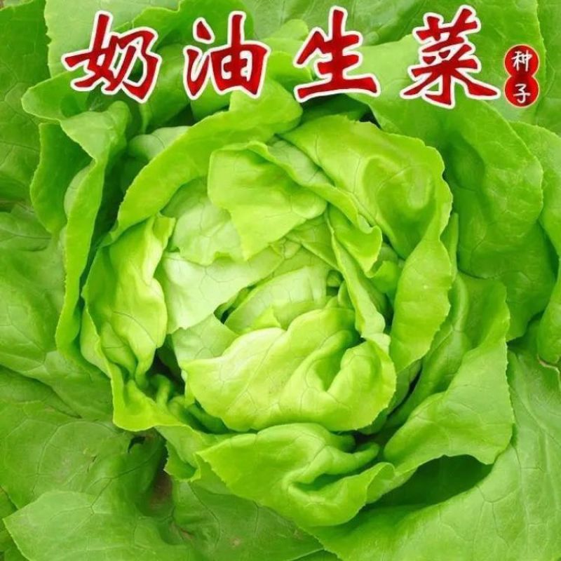 四季生菜种子奶油生菜生菜种子种植秋冬蔬菜种子奶油生菜种子