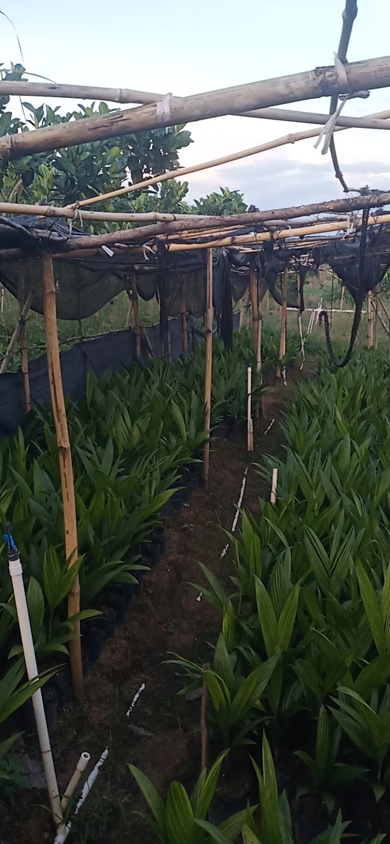 矮节槟榔苗