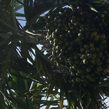 矮节槟榔苗