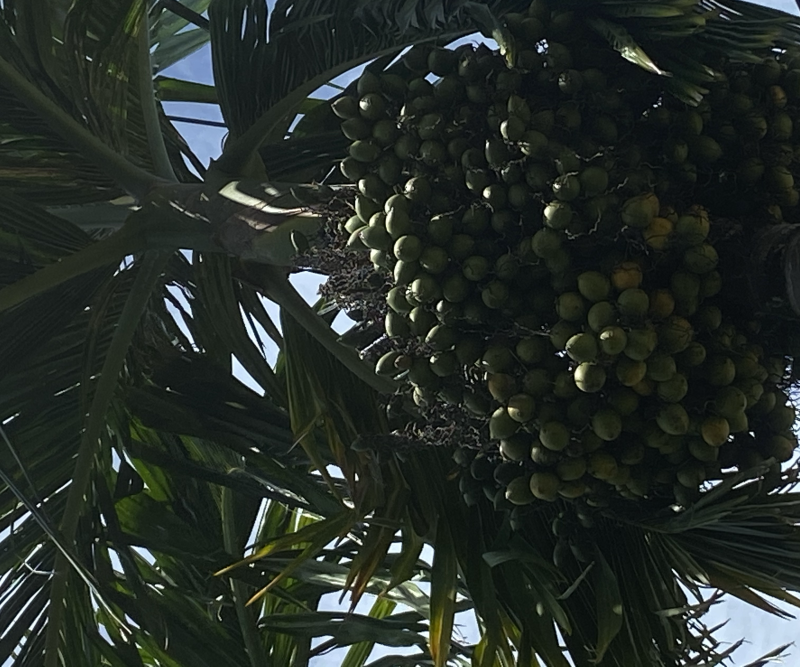 矮节槟榔苗