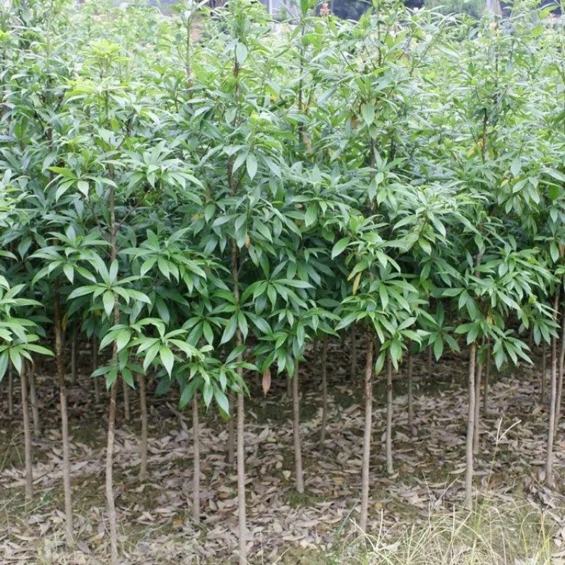 金丝楠木树苗正宗名贵海南沉香、黄花梨、小叶紫檀五天内发货