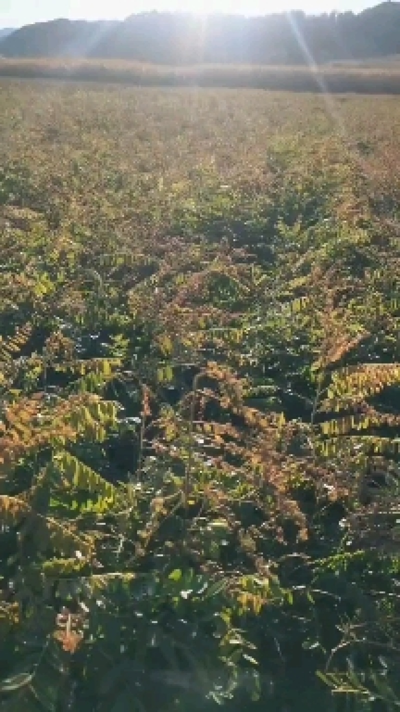 辽宁省紫穗槐（油条）（棉槐），质量保证，价格优惠欢迎选购