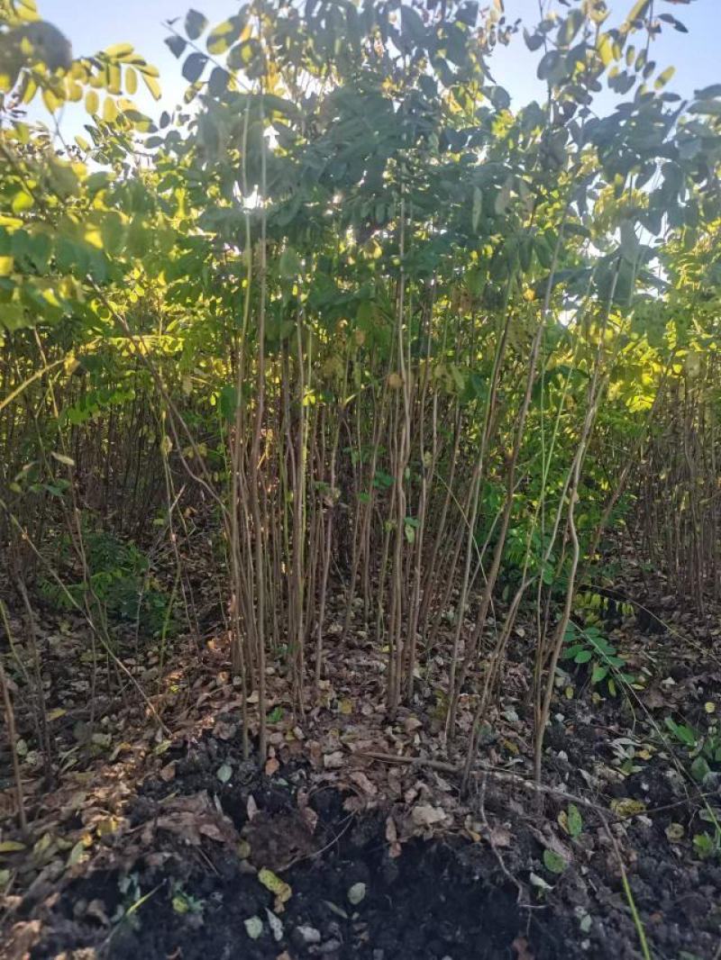辽宁省紫穗槐（油条）（棉槐），质量保证，价格优惠欢迎选购