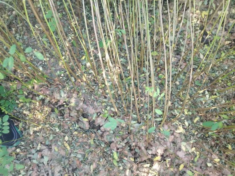 辽宁省紫穗槐（油条）（棉槐），质量保证，价格优惠欢迎选购