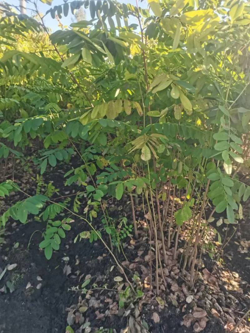 辽宁省紫穗槐（油条）（棉槐），质量保证，价格优惠欢迎选购